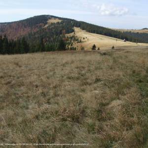 Hala Długa - turbacz a6