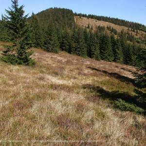 Kiczora - Gorce (1282 m n.p.m) - hala mlynska a1