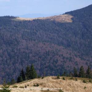 Gorc Kamienicki - gorc kamienicki a1