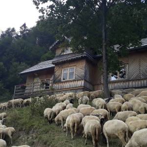 Wojtyłowa Gazdówka na osiedlu Skałka - wojtylowa gazdowka na osiedlu skalka2