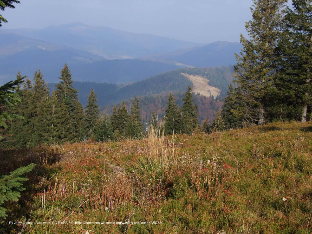 Kudłoń (1274 m n.p.m) - polana kudlon a1 1