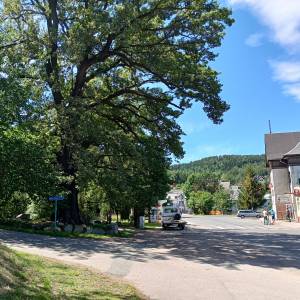 Skwer Pod Muflonem w Podgórzynie - skwer pod muflonem w podgorzynie 7