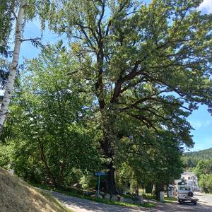 Skwer Pod Muflonem w Podgórzynie - skwer pod muflonem w podgorzynie 9