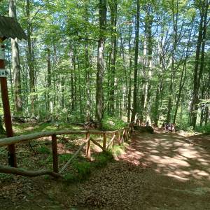 Skalny Grzyb na zboczu Chojnika - skalny grzyb na zboczu chojnika 5