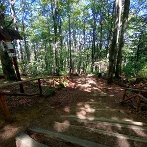 Skalny Grzyb na zboczu Chojnika - skalny grzyb na zboczu chojnika 6