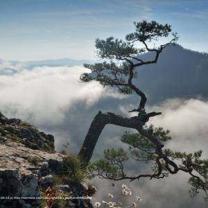 Szlak Sokolica ze Szczawnicy (z przeprawą) - reliktowa sosna na sokolicy