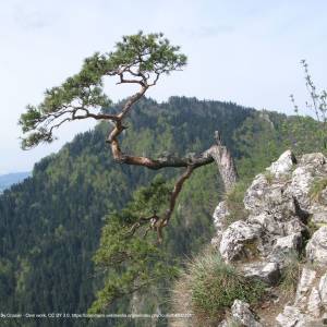 Szlak Sokolica ze Szczawnicy (z przeprawą) - sosna 1b