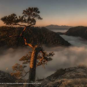 Szlak Krościenko nad Dunajcem-Sokolica pętla - niesmiertelna