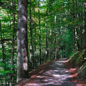 Szlak rowerowy Szczawnica-Czerwony Klasztor - drogapieninska srodkowyodcinek2 svk pieniny