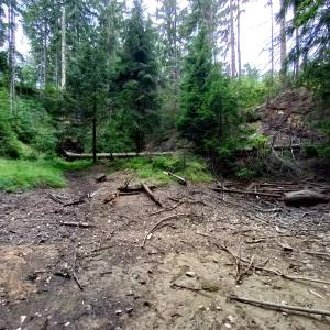 Zielony Stawek - zielony stawek 5