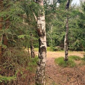 Rudnik (853 m n.p.m.) - rudnik 853 m n p m 2