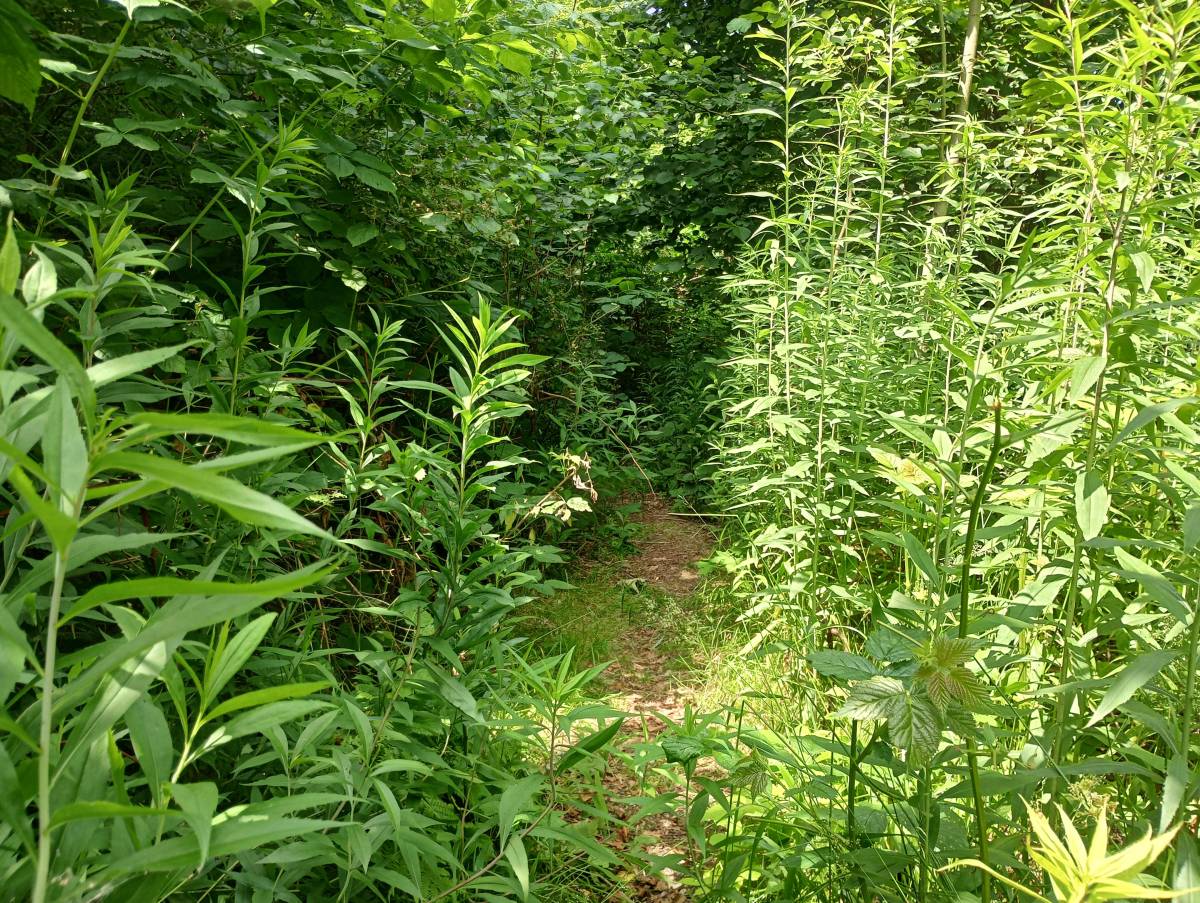 Wąska ścieżka prowadząca do źródła Hipokrene