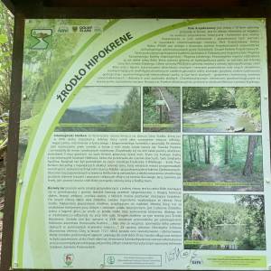 Źródło Hipokrene w Borowym Jarze - zrodlo hipokrene w borowym jarze 10