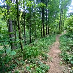 Źródło Hipokrene w Borowym Jarze - zrodlo hipokrene w borowym jarze 17