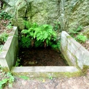 Źródło Hipokrene w Borowym Jarze - zrodlo hipokrene w borowym jarze 9