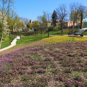 Park Staromiejski w Brzegu - park staromiejski w brzegu 5