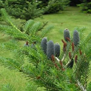 Arboretum w Miłkowie - arboretum w milkowie 4