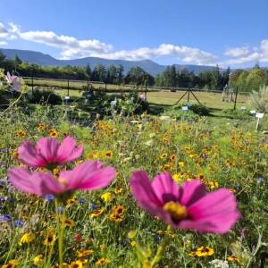 Arboretum w Miłkowie - arboretum w milkowie 6