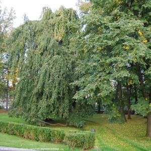 Park pałacowy w Miłkowie - park palacowy w milkowie 5