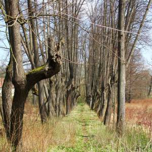 Park pałacowy w Karpnikach - park palacowy w karpnikach 1