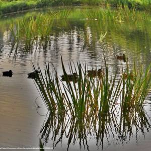 Park pałacowy w Karpnikach - park palacowy w karpnikach 4