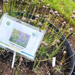 Ogród ziół i krzewów karkonoskich - ogrod ziol i krzewow karkonoskich 3