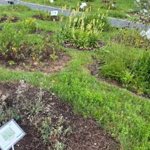 Ogród ziół i krzewów karkonoskich - ogrod ziol i krzewow karkonoskich 5