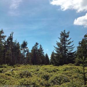 Czoło (1275 m n.p.m.) - czolo 1275 m n p m 3