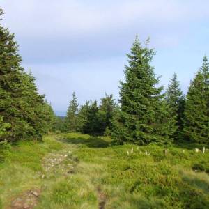 Czoło (1275 m n.p.m.) - czolo 1275 m n p m 4