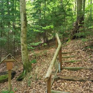 Ścieżka przyrodnicza Kiczera im prof. Jana Rafińskiego - sciezka przyrodnicza kiczera im prof jana rafinskiego11jpg