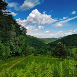 Ścieżka przyrodnicza Kiczera im prof. Jana Rafińskiego - sciezka przyrodnicza kiczera im prof jana rafinskiego12jpg