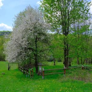 Cmentarz łemkowski w Żydowskim - sciezka przyrodnicza kiczera im prof jana rafinskiego8