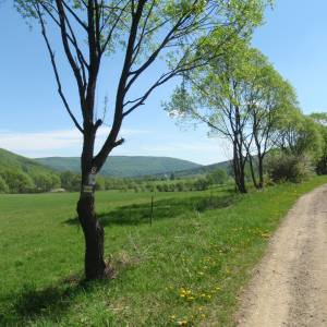 Szlak żółty Tylawa-Baranie - piotrus tylawa 01