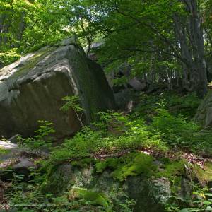 Szlak żółty Folusz-Konieczna - kornuty2js