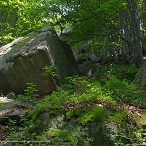 Rezerwat przyrody Kornuty - kornuty2js 1