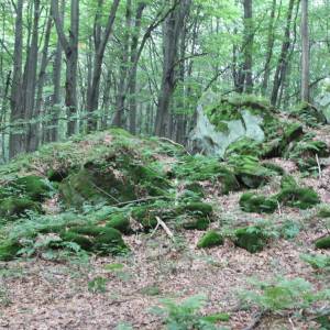 Rezerwat przyrody Kornuty - kornuty nature reserve 2018 p03
