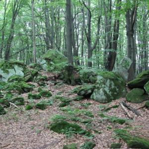Rezerwat przyrody Kornuty - kornuty nature reserve 2018 p04
