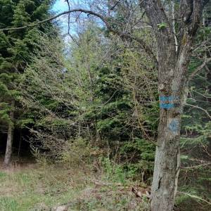 Przełęcz Majdan (625 m n.p.m.) - przelecz majdan