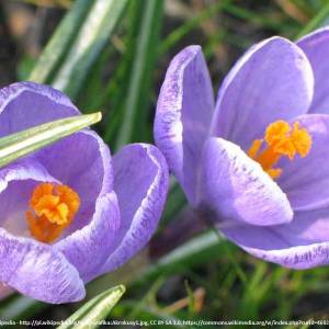 Rezerwat przyrody Krokusy w Górzyńcu - rezerwat przyrody krokusy w gorzyncu 1