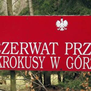 Rezerwat przyrody Krokusy w Górzyńcu - rezerwat przyrody krokusy w gorzyncu 3