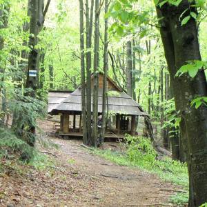 Ścieżka przyrodnicza "Bukowe Berdo" - sciezka przyrodnicza bukowe berdo 6