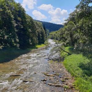 Ścieżka przyrodnicza "Bukowe Berdo" - sciezka przyrodnicza bukowe berdo 7