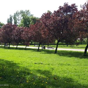 Park im. Jadwigi Dziekońskiej w Białymstoku - 20210527 155227 jadwiga dziekonska park in bialystok