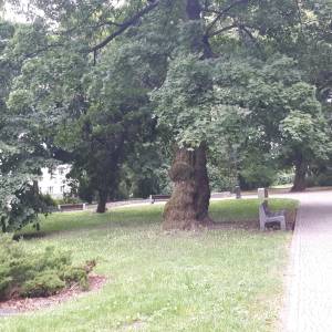 Park Stary im. Księcia Józefa Poniatowskiego - 20210726 155321 july 2021 in bialystok