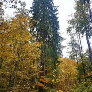 Daglezja Helena w Bardzie (najwyższe drzewo w Polsce) - daglezja helena w bardzie 1