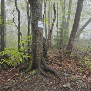 Majcherowa (1105 m n.p.m.) - majherowa 1105 m n p m 12