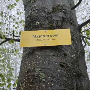 Majcherowa (1105 m n.p.m.) - majherowa 1105 m n p m 4