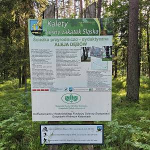 Kładka pieszo-rowerowa Dębowa Przeprawa w Kuczowie - kladka pieszo rowerowa debowa przeprawa w kuczowie 6