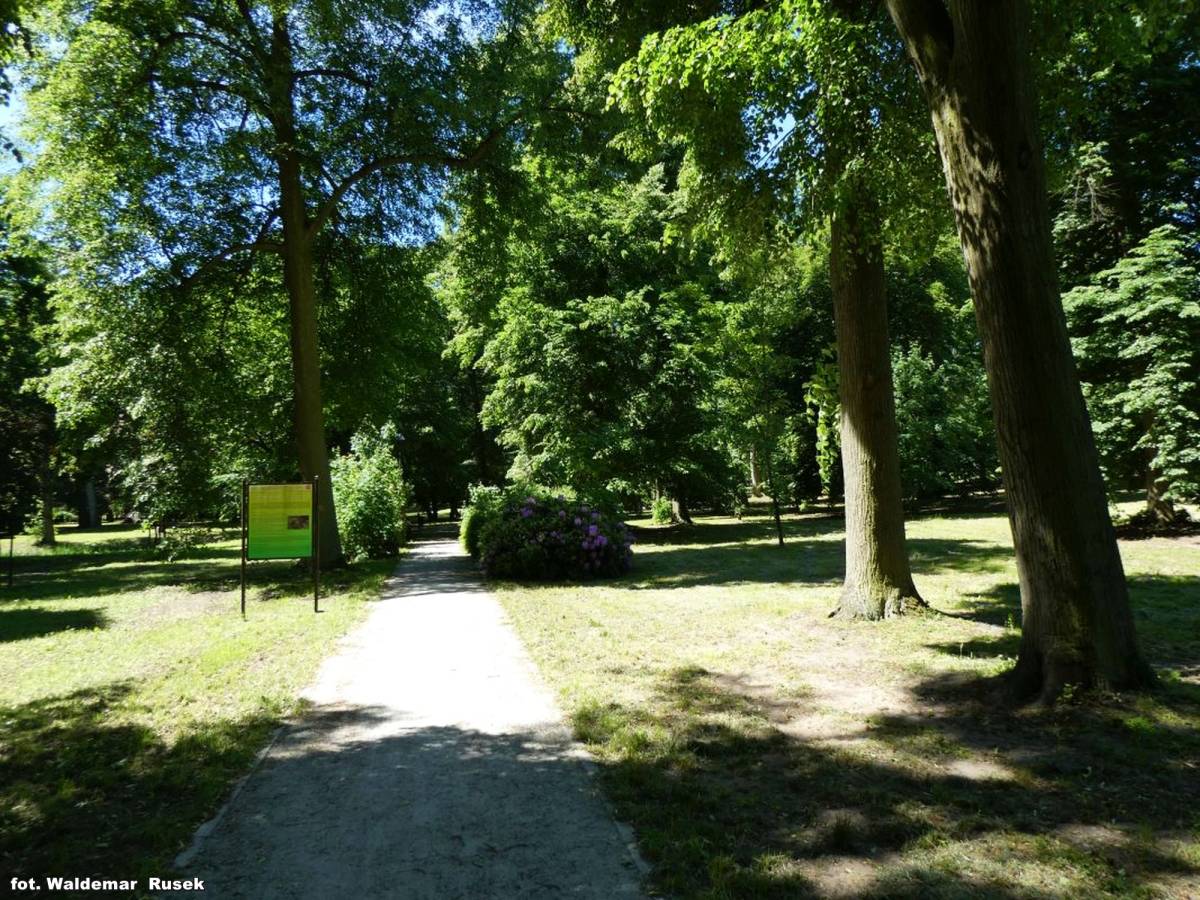 Park w Opatówku - park w opatowku wr 4