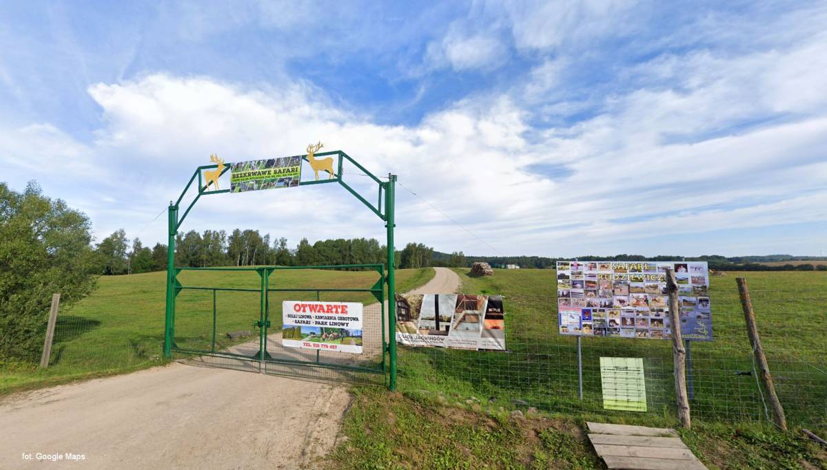 Bezkrwawe Safari Rudziewicz - bezkrwawe safari rudziewicz7